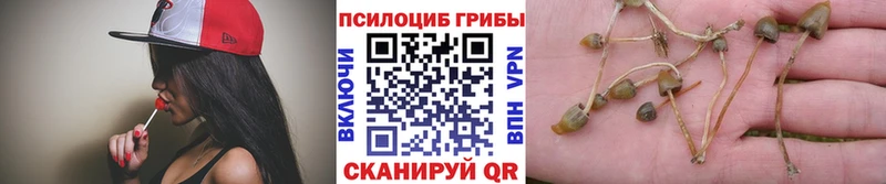 Купить  Родники  Галлюциногенные грибы мицелий 